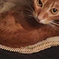 Galbenush sucht seine Dosenöffner, Kater zur Adoption