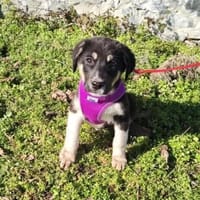Richy sucht ein Zuhause, Hund zur Adoption