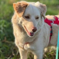 Fabricia ist eine Seele von Hund!, Hündin zur Adoption