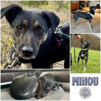MINOU * vorsichtig, ruhig, offen, Hündin zur Adoption