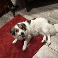 Traumhündin Lapka sucht ihren Herzmensch, Hündin zur Adoption