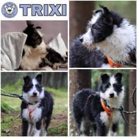 TRIXI -fröhlich, lebhaft & anhänglich-, Hündin zur Adoption
