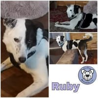 RUBY -ruhige & etwas unsichere Hündin-, Hündin zur Adoption