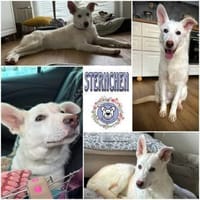 STERNCHEN * vorsichtige Familienhündin, Hündin zur Adoption