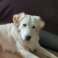 Kurt - wartet in 92318 Neumarkt, Hund zur Adoption