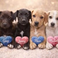 wunderschöne Welpenkinder ❤, Hund zur Adoption