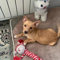 Toller kleiner Luka sucht Körbchen, Hund zur Adoption