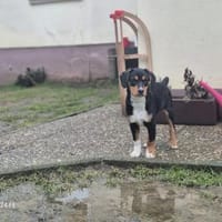 Kleiner Leo - großes Herz, Hund zur Adoption