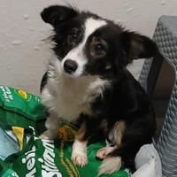 Luisa - aktive Maus - VORGEMERKT, Hündin zur Adoption