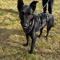 Lieber Anubis, Hund zur Adoption