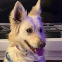 INDY 🐾❤ auf PS in 31089 Duingen, Hündin zur Adoption