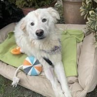Ugo, Hund zur Adoption