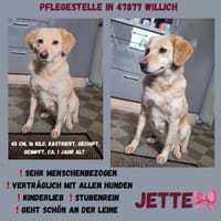 💕Jette💕 sucht ihre Menschen💕🐾, Hündin zur Adoption