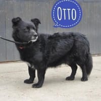 Otto ein toller Bub, Hund zur Adoption