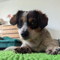 Süßer Yoshi wartet auf Dich, Hund zur Adoption