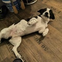 SMiLLA❤wartet in Westerheim auf dich, Hündin zur Adoption