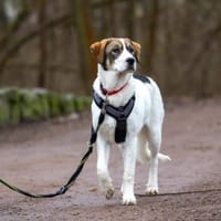 Sugar - wartet in Sachsen-Anhalt, Hündin zur Adoption