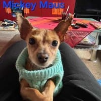 Mickey Maus - der Mensch ist ihm wichtig, Hund zur Adoption