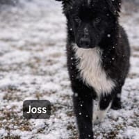 Joss  zu jung für perfekt, aber ..., Hund zur Adoption