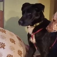 Sofi verschmust u. super charmant auf PS, Hündin zur Adoption