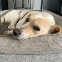 Mirka - sensible Zaubermaus - VORGEMERKT, Hündin zur Adoption