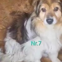 Siri, eine Hundeseele braucht eine Chanc, Hündin zur Adoption