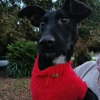 Flor - schwarze Schönheit sucht Familie, Hündin zur Adoption