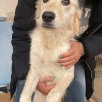 Bigné wartet in der Tierherberge Donzdor, Hündin zur Adoption