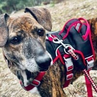 Terra ❤ herzliche Seniorin, Hündin zur Adoption