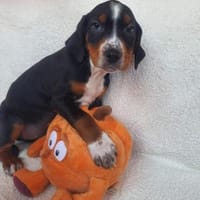 Filinchen ❤ neugierige Weltentdeckerin, Hündin zur Adoption