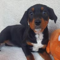 Alisha ❤ neugierige Weltentdeckerin, Hündin zur Adoption