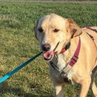 OliviaCarina - wartet in 53343 Wachtberg, Hündin zur Adoption