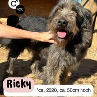 Kuschelbär RICKY sucht sein zu Hause, Hund zur Adoption