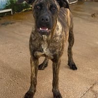 Vania, in der Tierherberge Donzdorf, Hündin zur Adoption