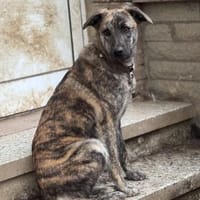 Aglaranna, Hündin zur Adoption