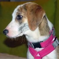 MARTINA - ab Februar auf PS in Berlin, Hündin zur Adoption