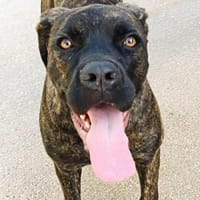 Vita, in der Tierherberge Donzdorf, Hündin zur Adoption