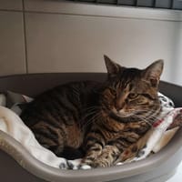 Réservé BIARRITZ, chat à adopter