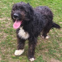 Aslam CAA14851, chien à adopter