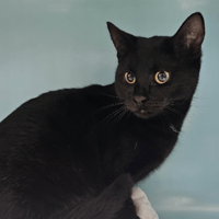 SMOKY, chat à adopter