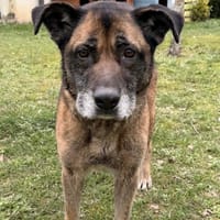 Naya CAA14853, chienne à adopter