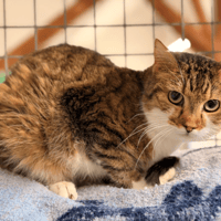 KENY, chat à adopter