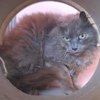 Rexie, chatte à adopter