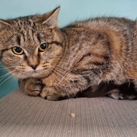 PEPETTE, chatte à adopter