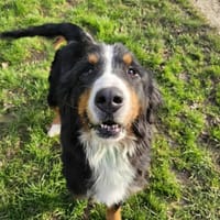 Snowbelle, chienne à adopter