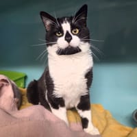 PANDA, chat à adopter