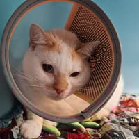 ORYX, chat à adopter