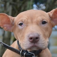 ELFINE CHAO, chienne à adopter