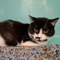 TRUFFETTE, chatte à adopter