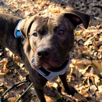 NONNETTE  PAA24116, chienne à adopter